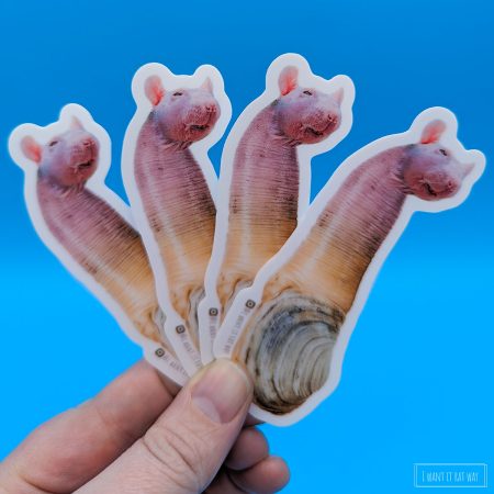 Geoduck geoduck